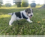 Small breeder photo