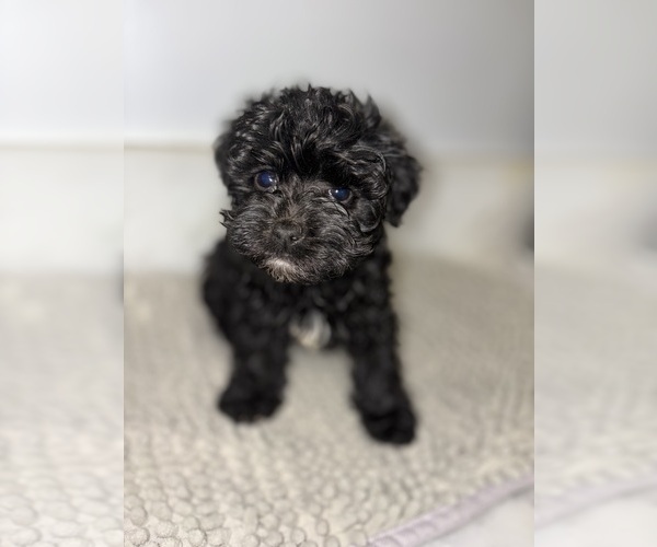 Medium Photo #3  Breeder Profile in BURLINGAME, CA, USA