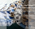 Small #52 Breeder Profile image
