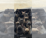 Small #3 Breeder Profile image