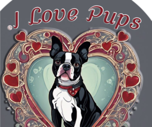 Boston Terrier Dog Breeder near SPRING HILL, FL, USA