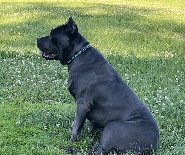 Medium Photo #24  Breeder Profile in DAYTON, TX, USA