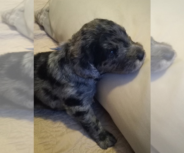 Medium Photo #6  Breeder Profile in JEFFERSONTOWN, KY, USA