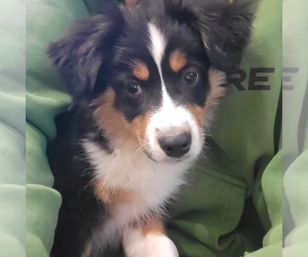 Medium Photo #2  Breeder Profile in LAURINBURG, NC, USA