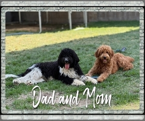 Goldendoodle Dog Breeder near ATWATER, CA, USA