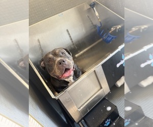 American Bully Dog Breeder near HOUSTON, TX, USA