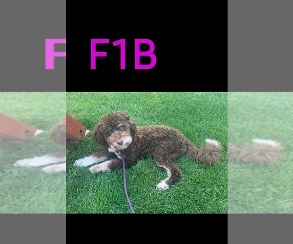 Medium Photo #46  Breeder Profile in MILLVILLE, MN, USA