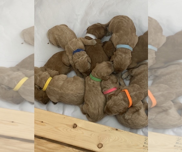 Medium Photo #1  Breeder Profile in CLERMONT, FL, USA