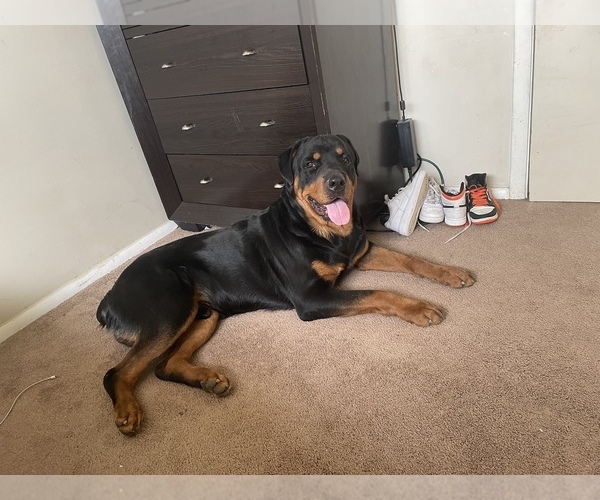 Medium Photo #1  Breeder Profile in CLEVELAND, OH, USA