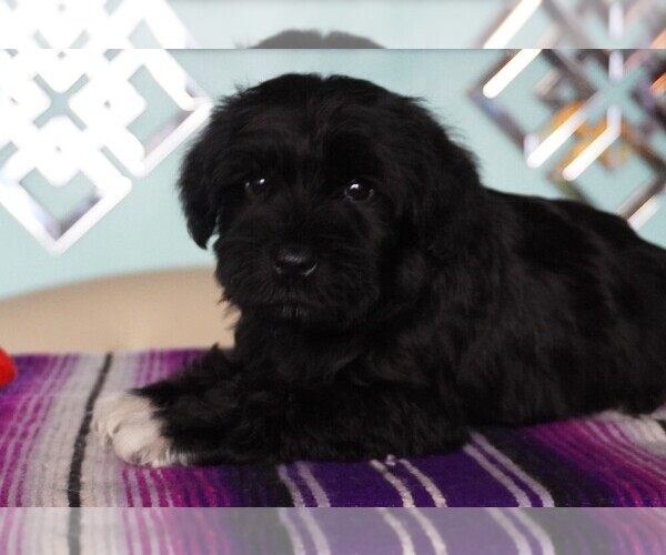 Medium Photo #5  Breeder Profile in PATASKALA, OH, USA