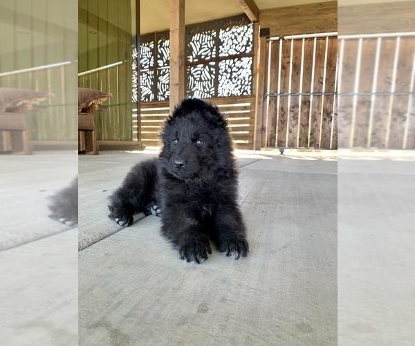 Medium Photo #168  Breeder Profile in PINON HILLS, CA, USA