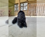 Small #167 Breeder Profile image