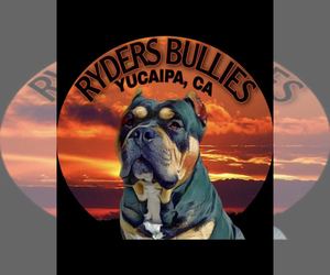 Main photo of American Bully Dog Breeder near YUCAIPA, CA, USA