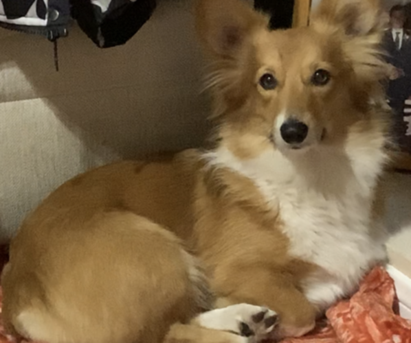 Medium Photo #32  Breeder Profile in MIDLOTHIAN, TX, USA