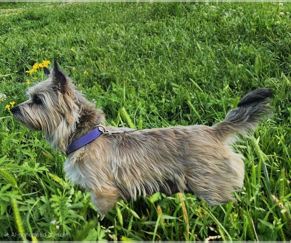 Medium Photo #12  Breeder Profile in FORNEY, TX, USA