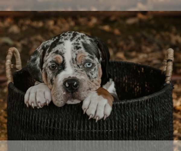 Medium Photo #2  Breeder Profile in BATTLE CREEK, MI, USA