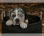 Small #1 Breeder Profile image