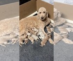 Small breeder photo
