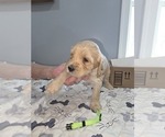 Small breeder photo