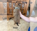 Small #68 Breeder Profile image