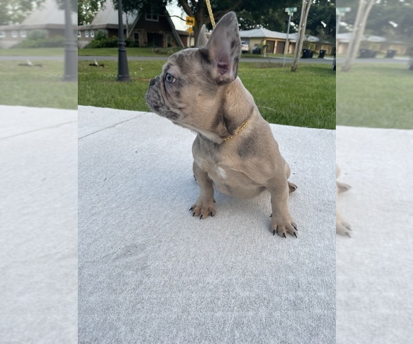 Medium Photo #1  Breeder Profile in ORLANDO, FL, USA