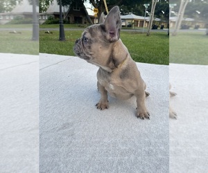Main photo of French Bulldog Dog Breeder near ORLANDO, FL, USA