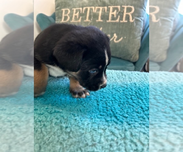 Medium Photo #5  Breeder Profile in SPARTANBURG, SC, USA