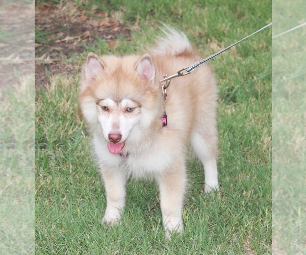 Medium Photo #3  Breeder Profile in ROYSE CITY, TX, USA