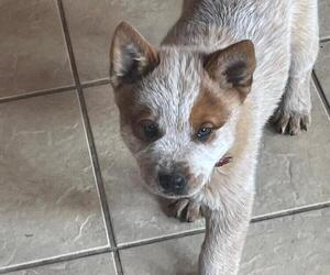 Australian Cattle Dog Dog Breeder near SEWARD, AK, USA