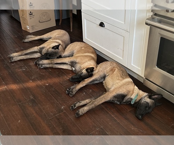 Medium Photo #12  Breeder Profile in WILLIAMS, CA, USA