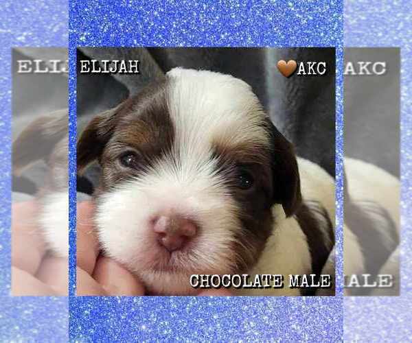Medium Photo #20  Breeder Profile in FT WORTH, TX, USA