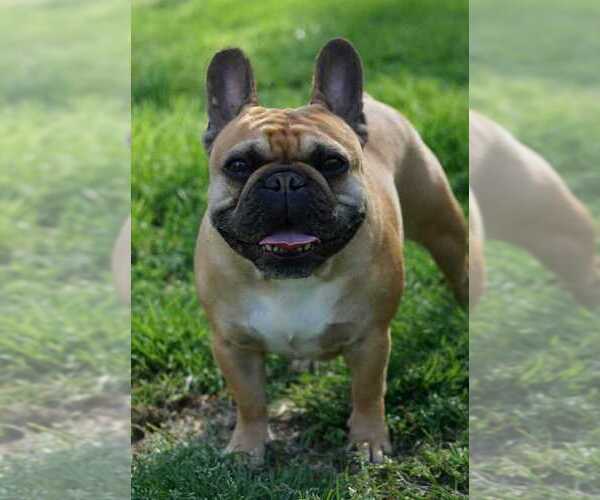 Medium Photo #13  Breeder Profile in LOUISA, VA, USA