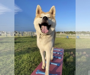Main photo of Akita Dog Breeder near ARLINGTON, TX, USA