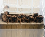 Small breeder photo