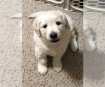 Small #13 Breeder Profile image