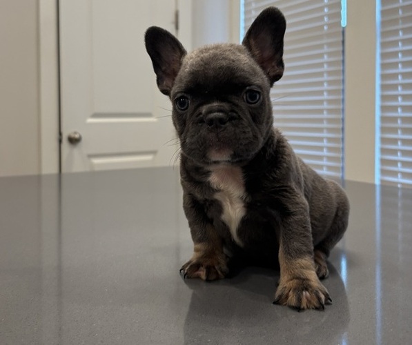Medium Photo #14  Breeder Profile in ATLANTA, GA, USA