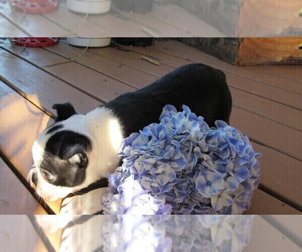 Medium Photo #1  Breeder Profile in EVALINE, WA, USA