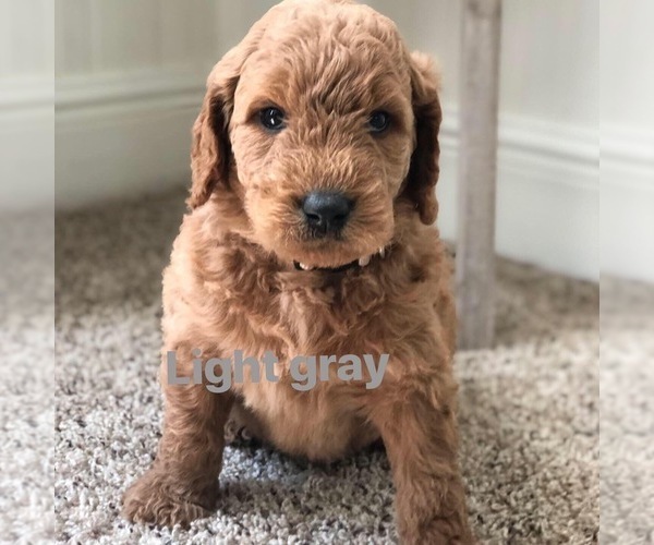 Medium Photo #1  Breeder Profile in MIDLOTHIAN, VA, USA