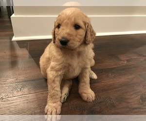Main photo of Goldendoodle Dog Breeder near HERNANDO, MS, USA