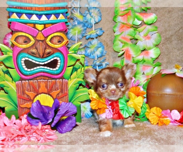 Medium Photo #12  Breeder Profile in CHARLESTON, AR, USA