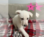 Small #1 Breeder Profile image