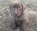Small breeder photo