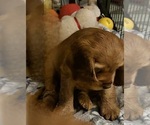 Small #2 Breeder Profile image
