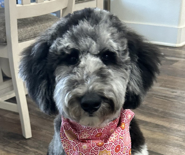 Medium Photo #7  Breeder Profile in LUBBOCK, TX, USA