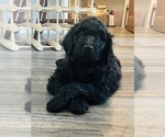 Small breeder photo
