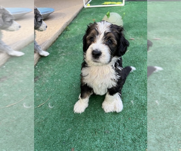 Medium Photo #5  Breeder Profile in MAGNOLIA, TX, USA