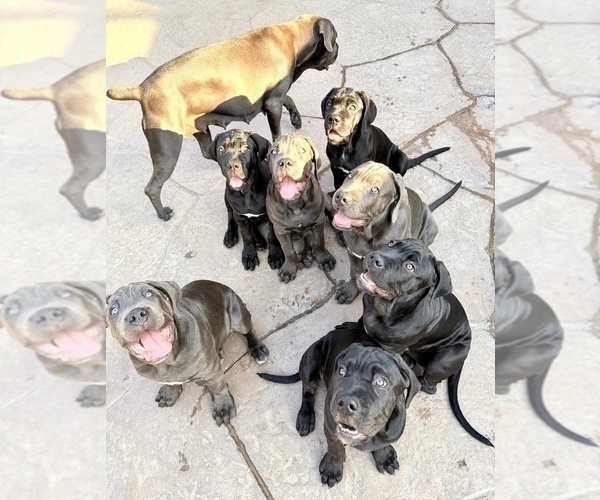 Medium Photo #2  Breeder Profile in WOODLAND HILLS, CA, USA