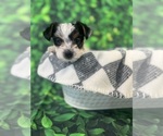Small breeder photo