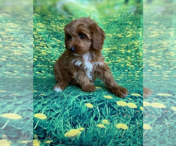 Medium Photo #1  Breeder Profile in DEER PARK, WA, USA