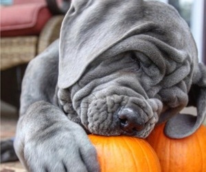 Neapolitan Mastiff Dog Breeder near KENNESAW, GA, USA